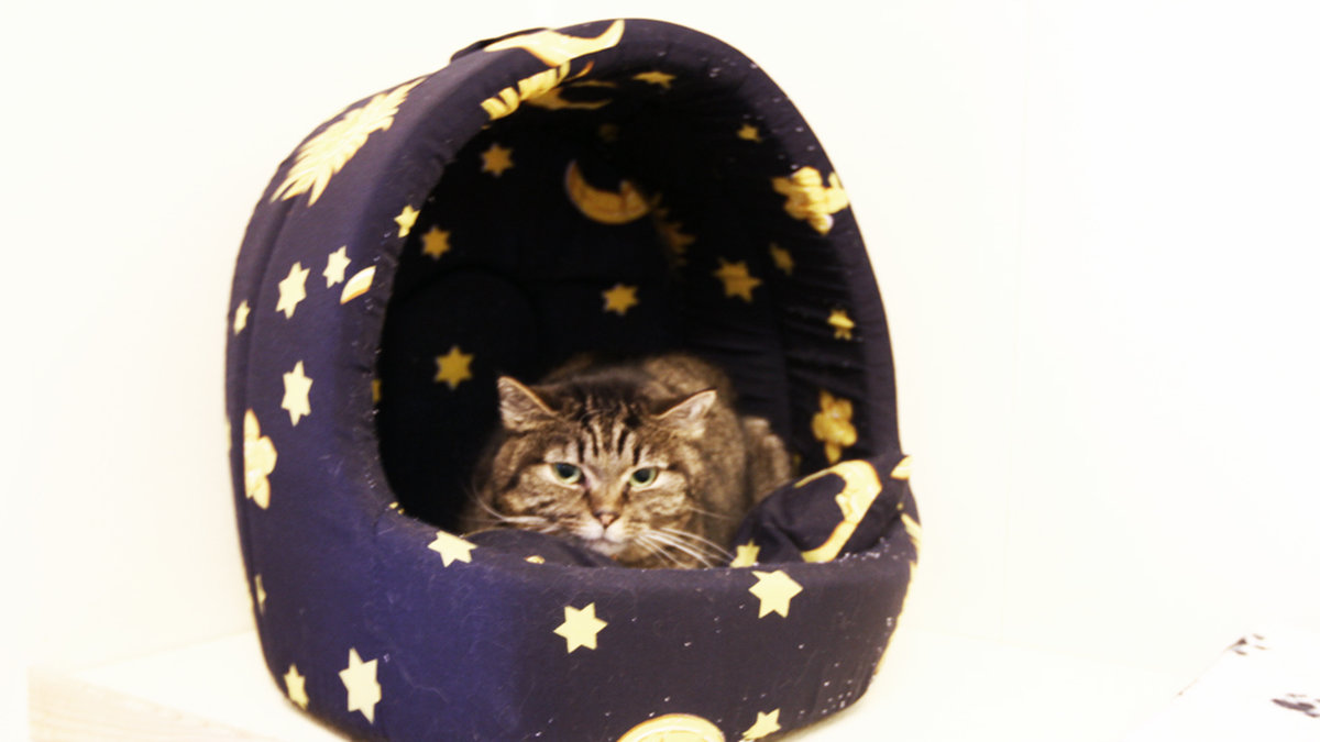 Katt på katthem