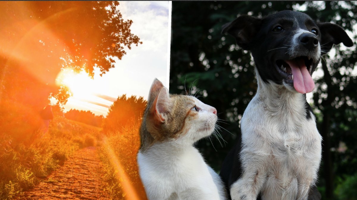 Lämna inte era husdjur ensamma i värmen hemma