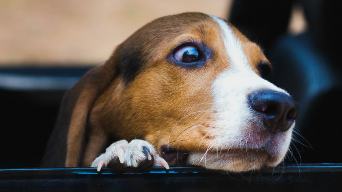 hund i varm bil