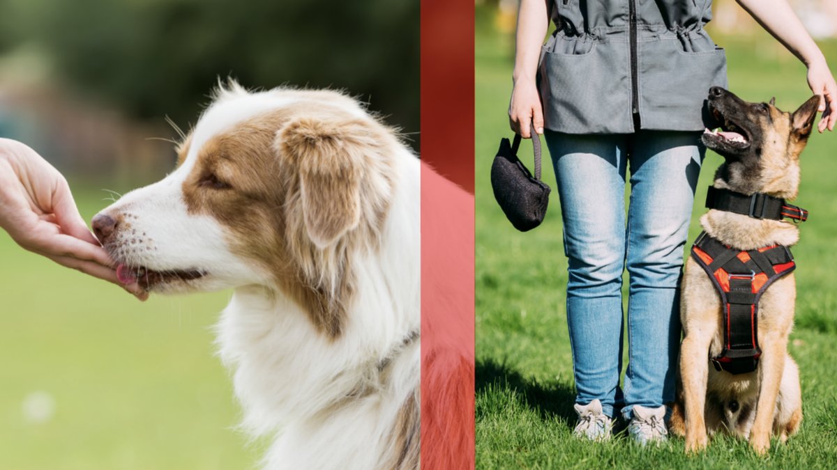Så kan din hund påverkas av aversiv träning. 