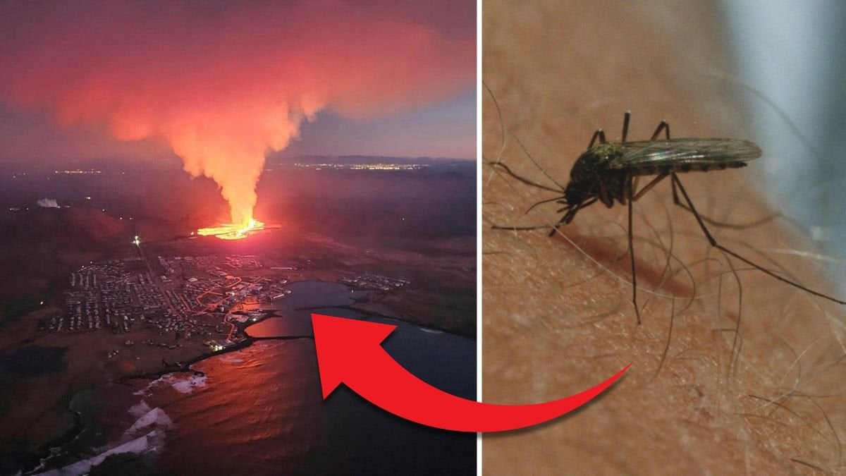 Island vulkan och en mygga.