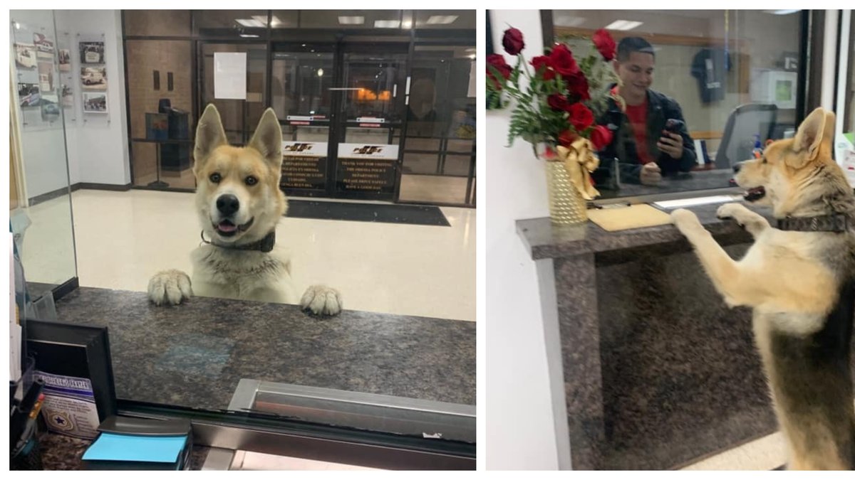 Hunden Chico knallar in på polisstationen.