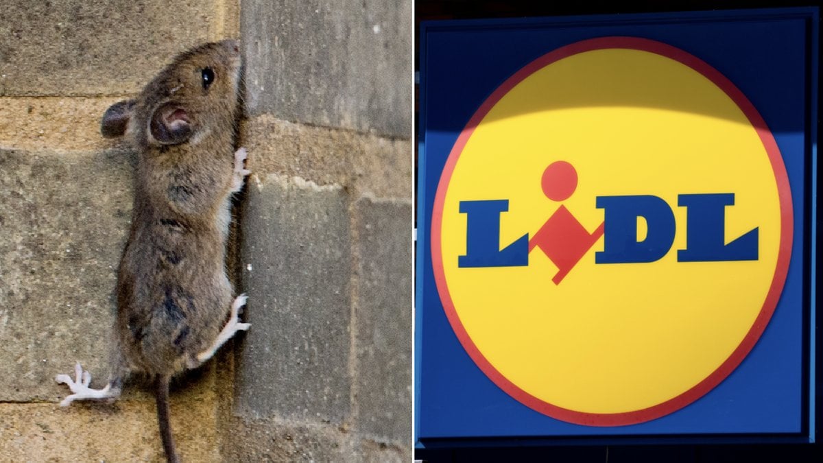En Lidl-butik i Värmland har stora problem med möss. Genrebild.