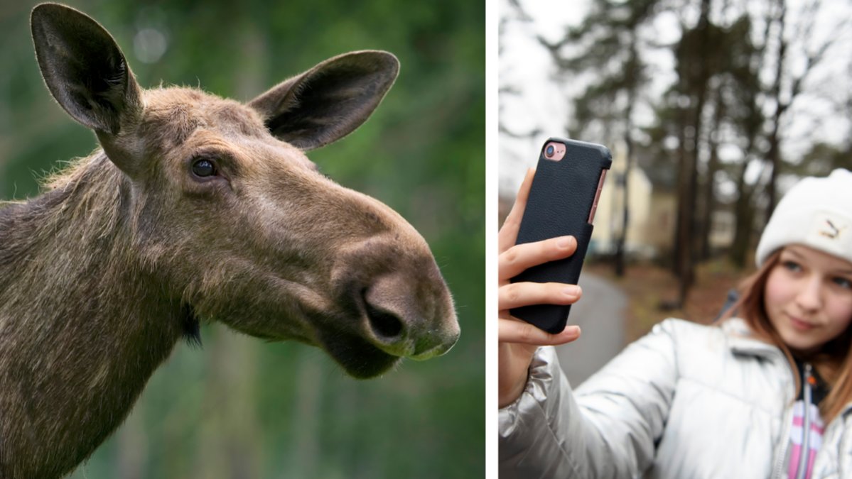 Stressade älgar blir lätt aggressiva.
