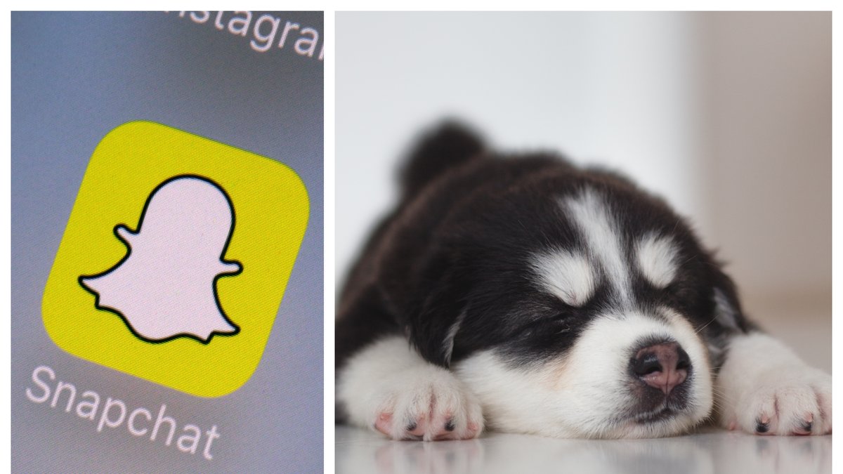En amerikansk man misstänks för djurplågeri efter att han knivskurit och sparkat sin hundvalp – och dokumenterat det på Snapchat.