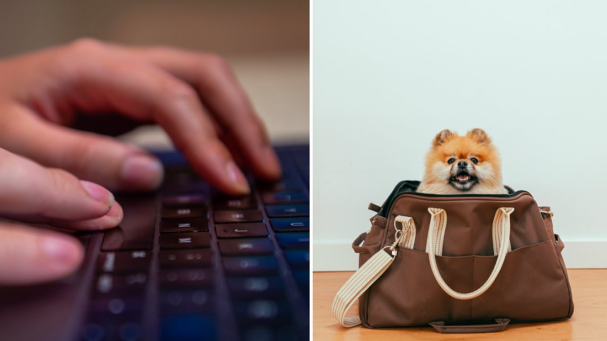 Drog in miljoner på att sälja smuggelvalpar via Blocket: Farlig art