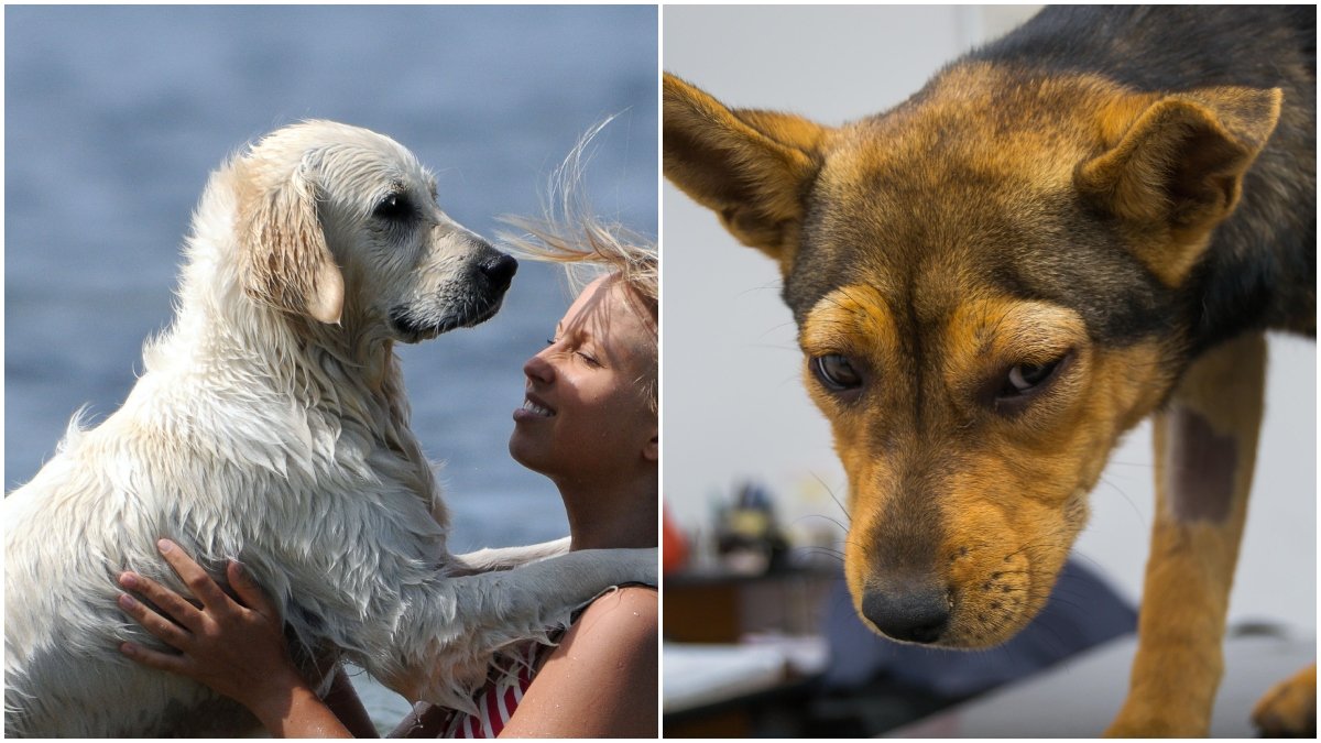 Det finns flera faror för din hund under sommaren som i värsta fall kan leda till döden.