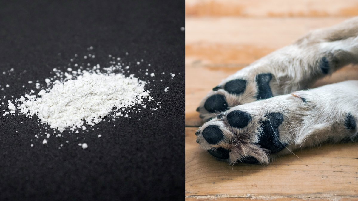 Hund-at-amfetamin-i-park