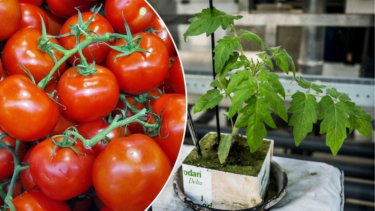 Tomater och en tomatplanta.