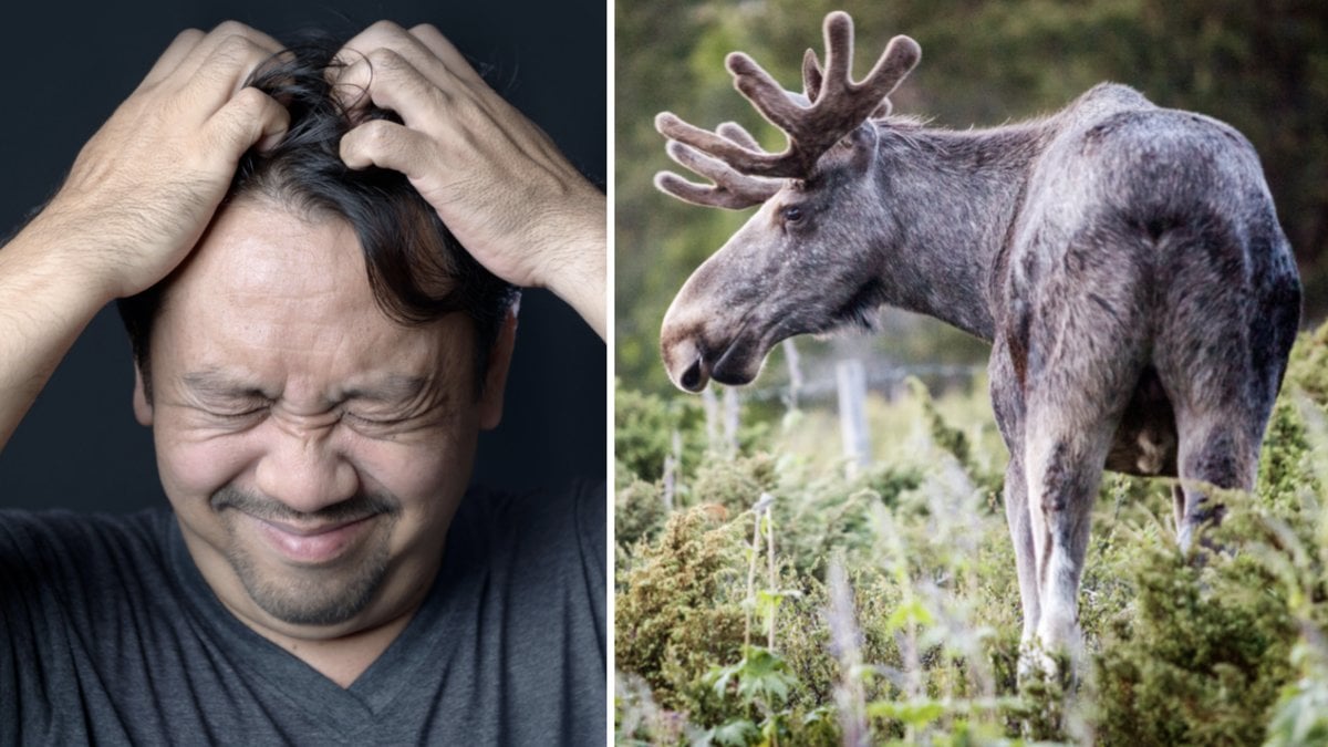 Älgflugorna huserar helst inte på människor, men kan lätt missta en päls för en hårbotten