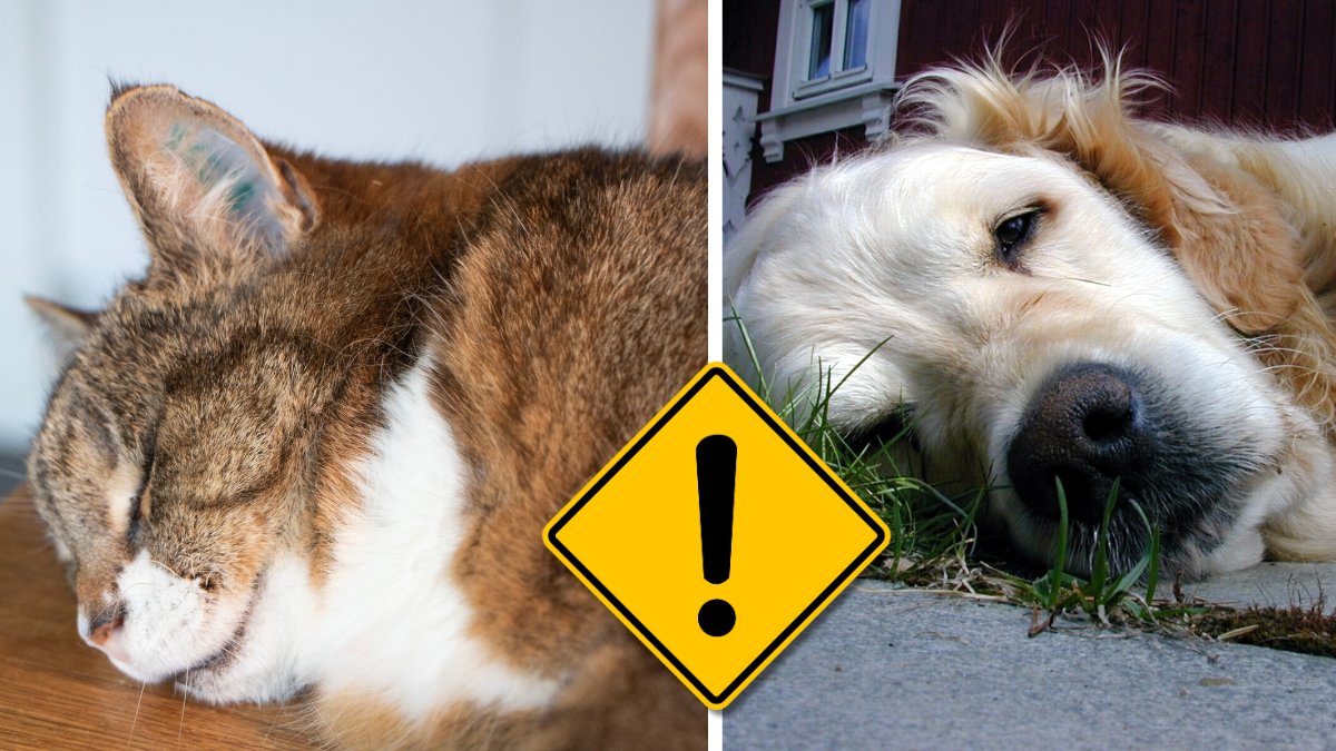 Katt och hund.