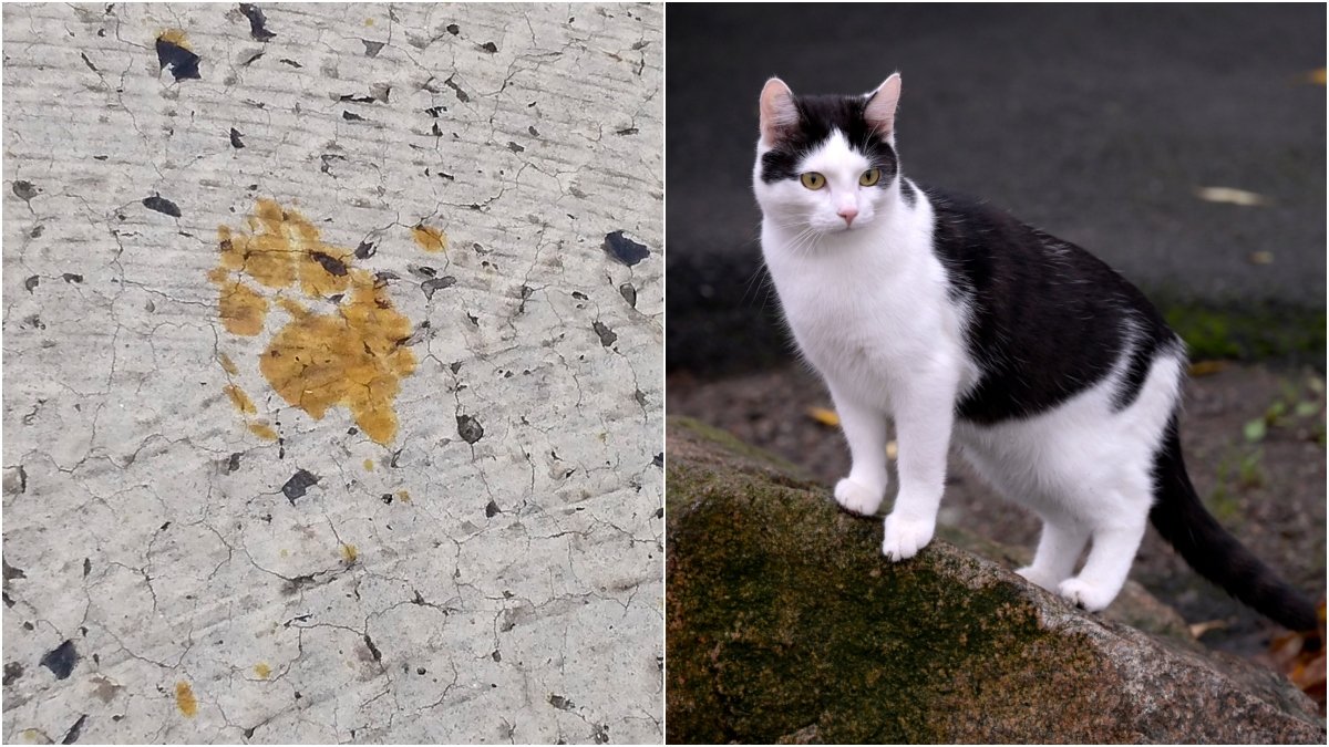 Tassavtryck på en metallpläteringsanläggning i Fukuyama. Katten på bilden har inget med innehållet i texten att göra. 