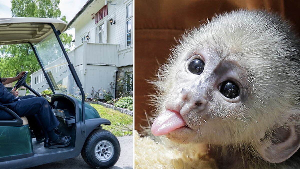 Polisen fick ett oväntat larmsamtal av en apa.