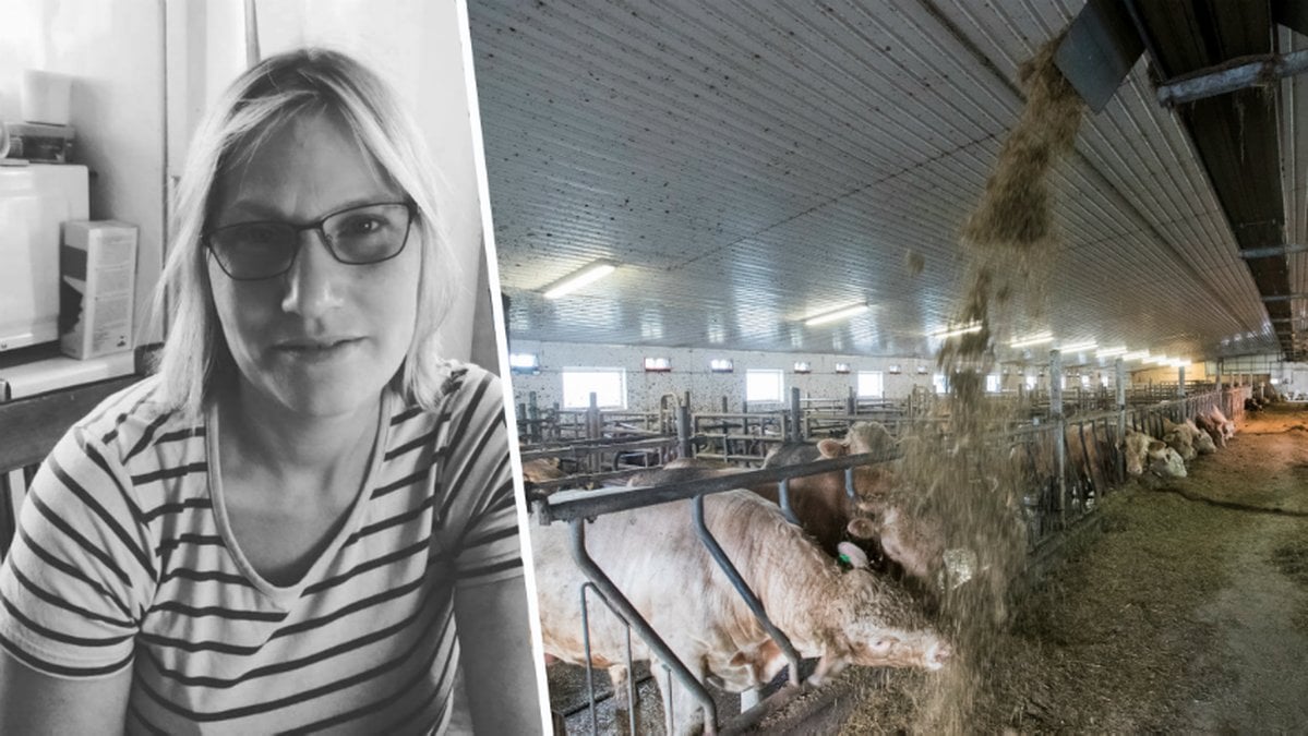 Det råder en torka i Sverige vilket gör det svårt att få fram foder åt djur.