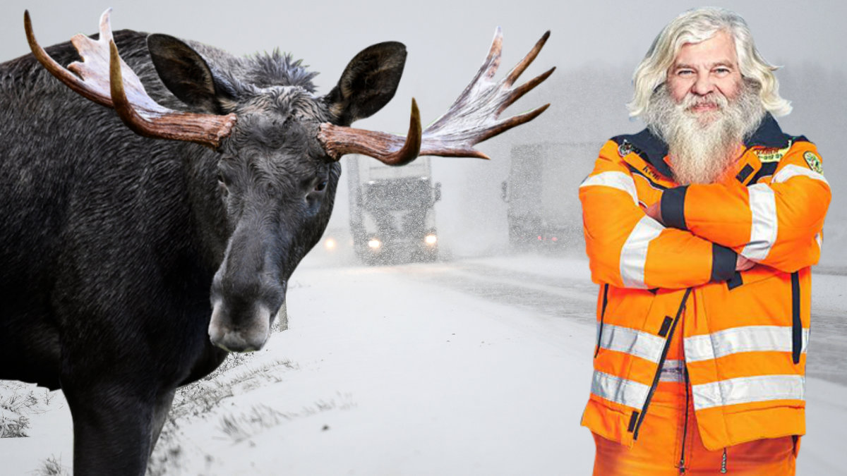 Älg på vinterväglag. Bärgaren Kent.