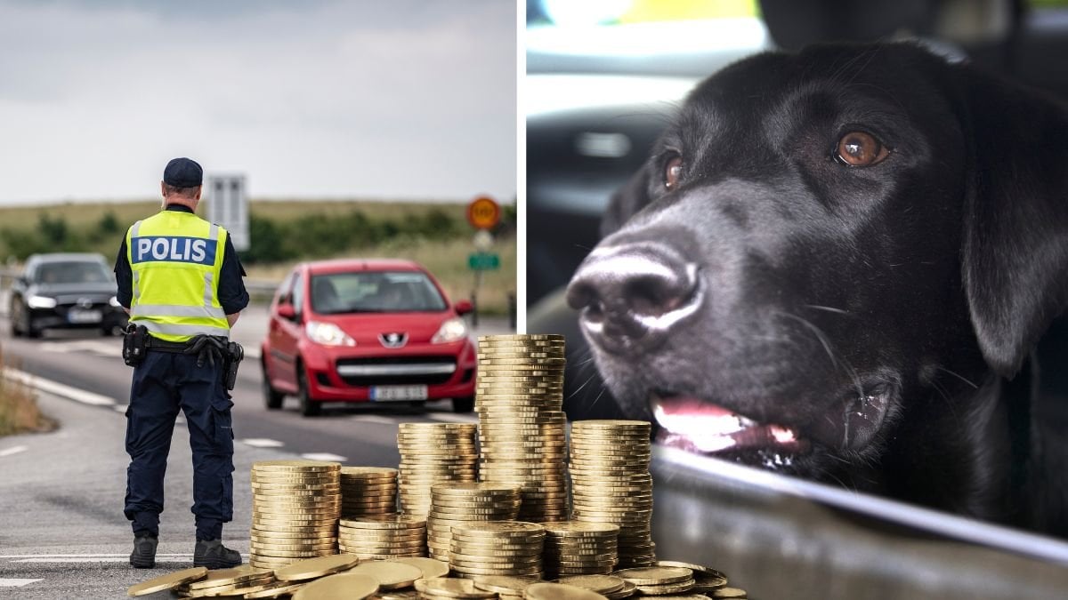 Trafikkontroll och hund.