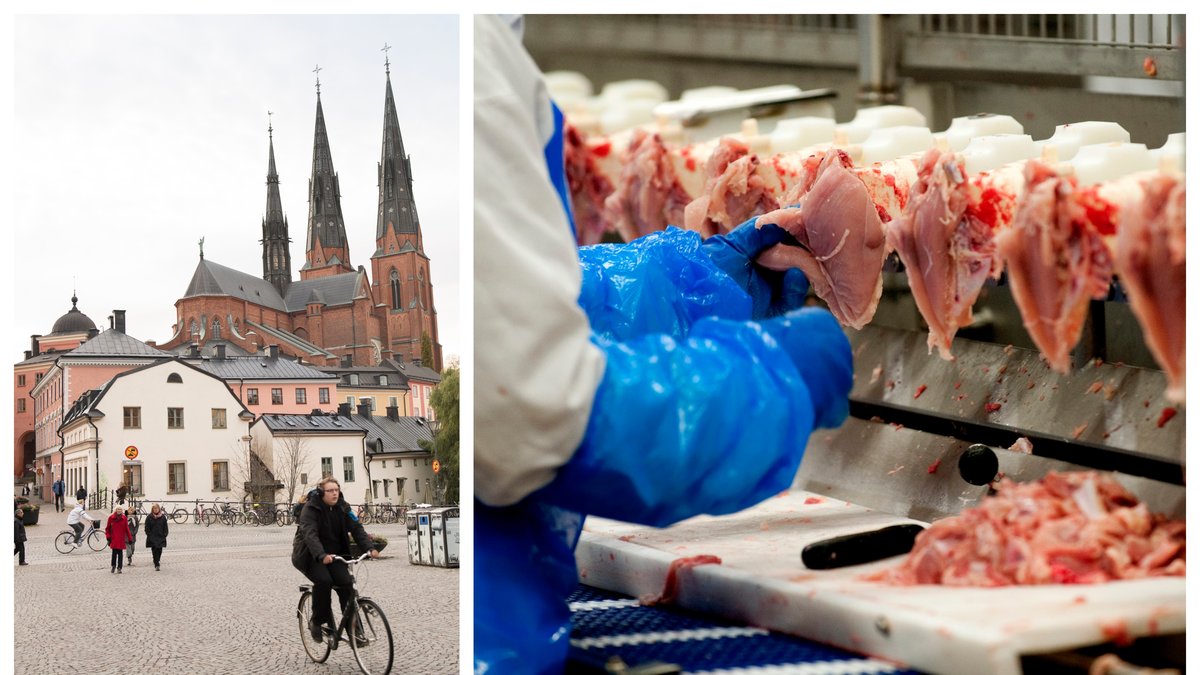 Uppsala kommun stoppar sina inköp av livsmedel från Kronfågel. 