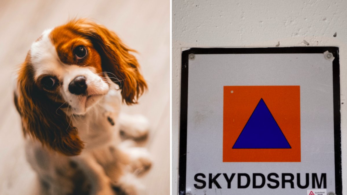 I dag är det inte tillåtet att ta med sig husdjur till skyddsrummet. 