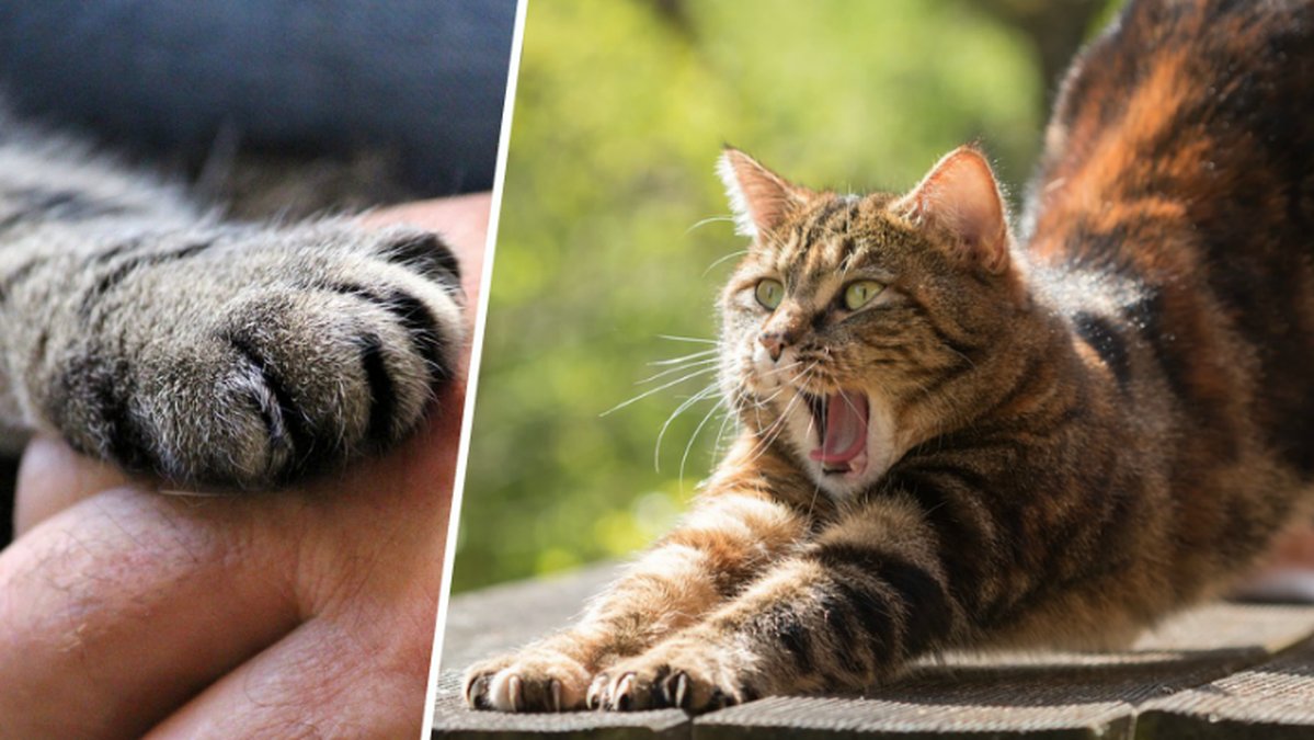 tass på hand. katt jamar
