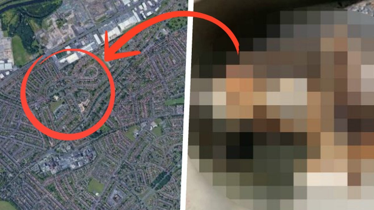 Död katt djurplågeri