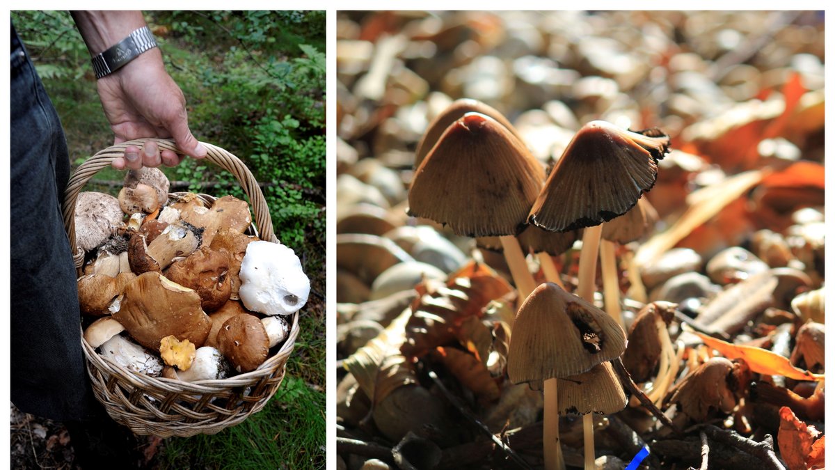 Polisen varnar för att plocka svampen toppslätskivling.