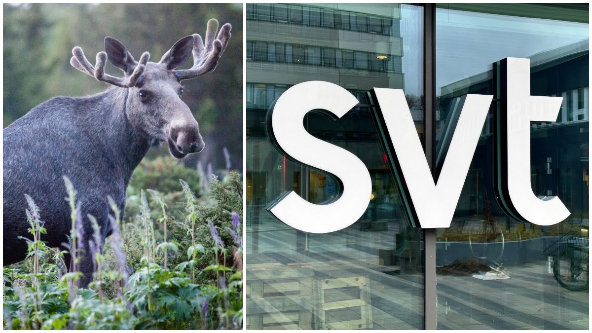 När startar Den stora älgvandringen 2024 och när tar den slut?