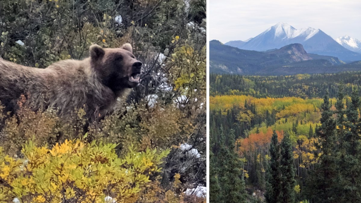 Grizzlybjörn i Alaska.