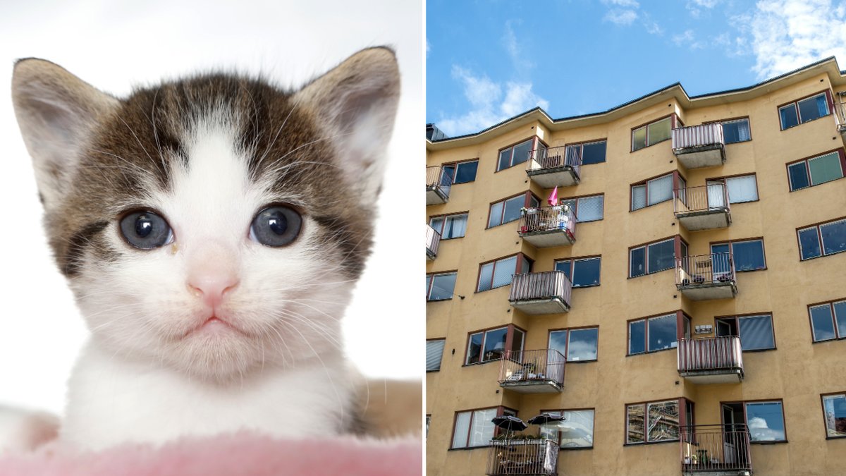 Har du koll på vad som gäller för katter i hyresrätt?