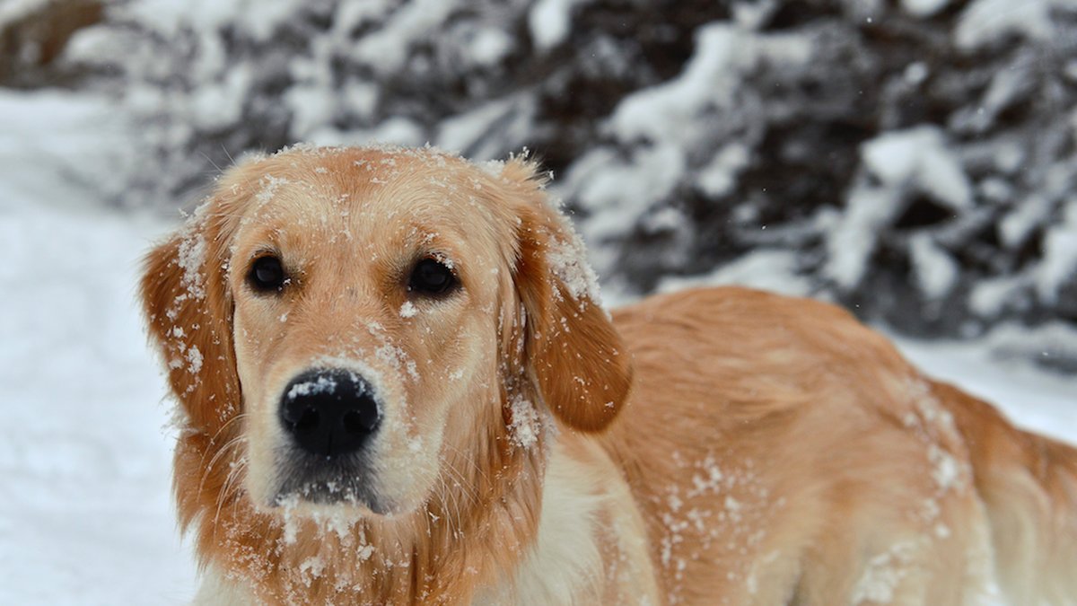 Hund i snö.