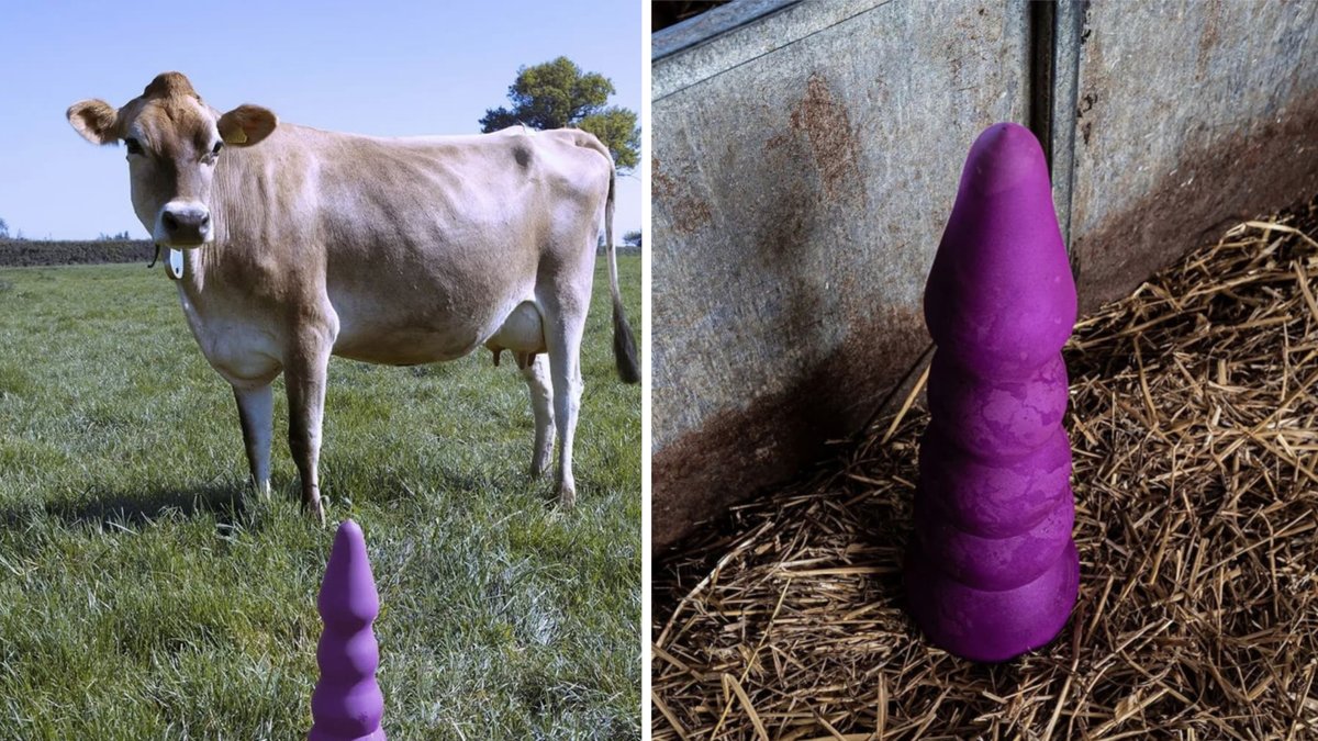 Med sexleksakerna för kor vill Ece Tan uppmuntra betraktaren att skapa känslomässig koppling till djuren.