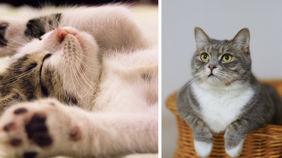 Nu ska alla Sveriges katter registreras