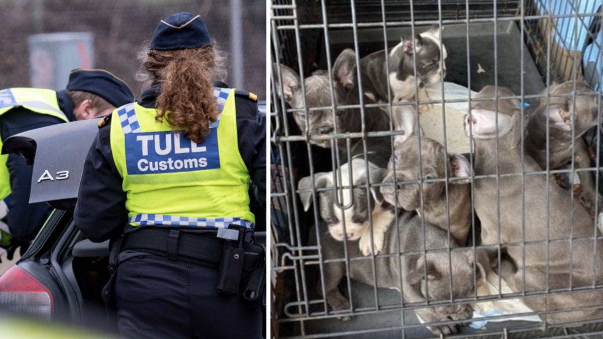 Tullverket varnar för smuggelhundar