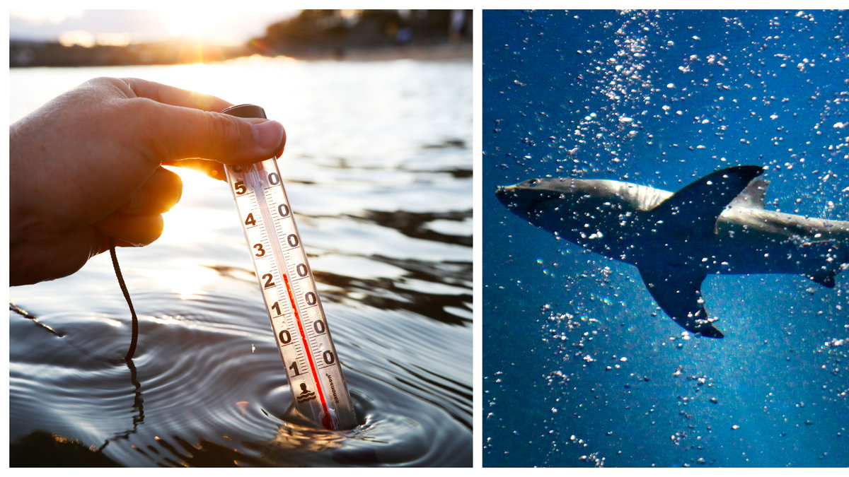 Klimatförändringar påverkar vattenlivet.