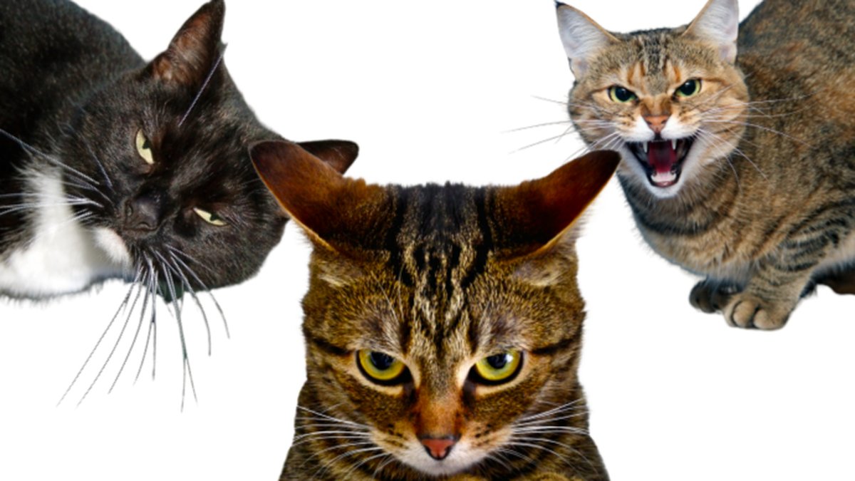 Fem-saker-du-gor-som-din-katt-hatar