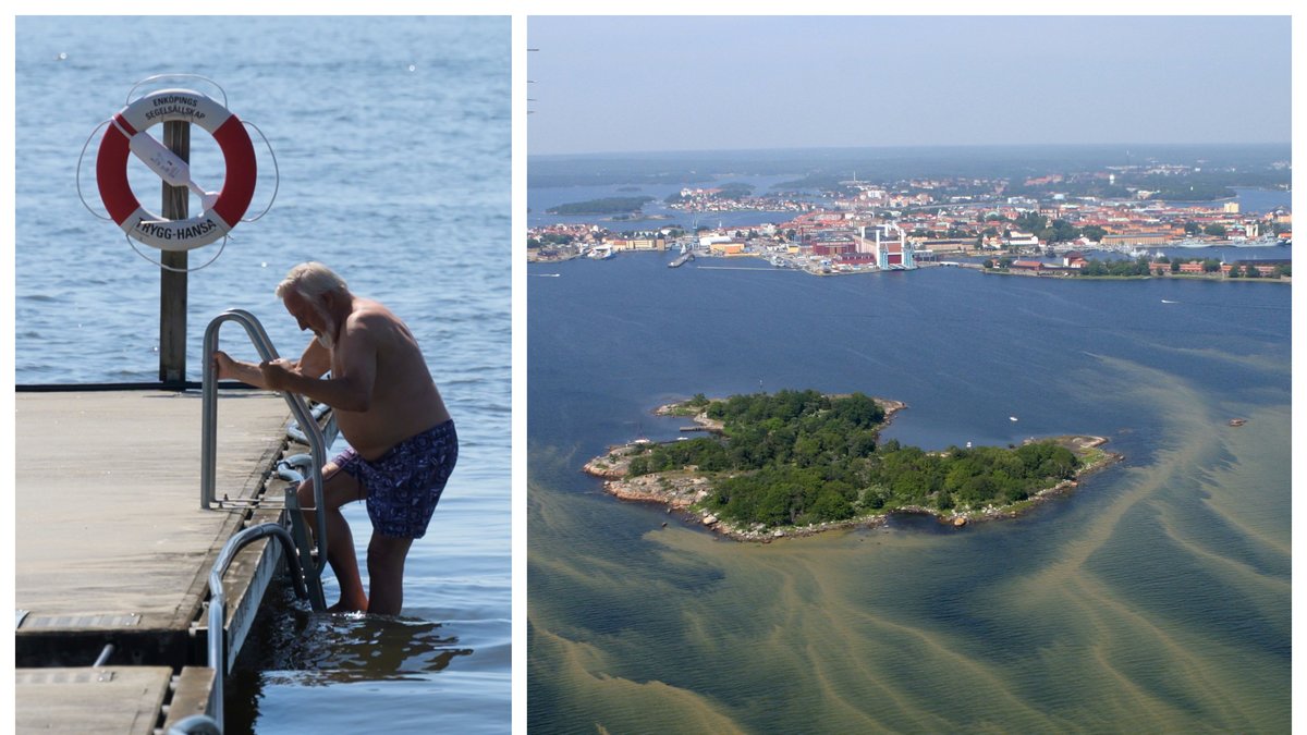 Varför uppstår algblomning, förekommer det i sjöar och går det att bada trots algblomningen?