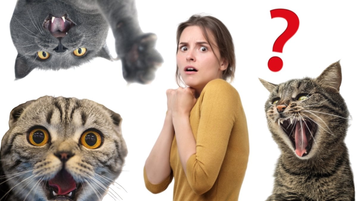 Hatar-din-katt-dig-gor-vart-test