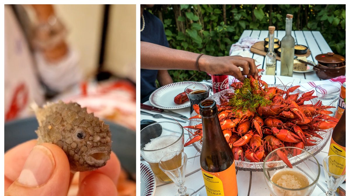 Mattias, 27, hittade en fisk bland sina räkor.