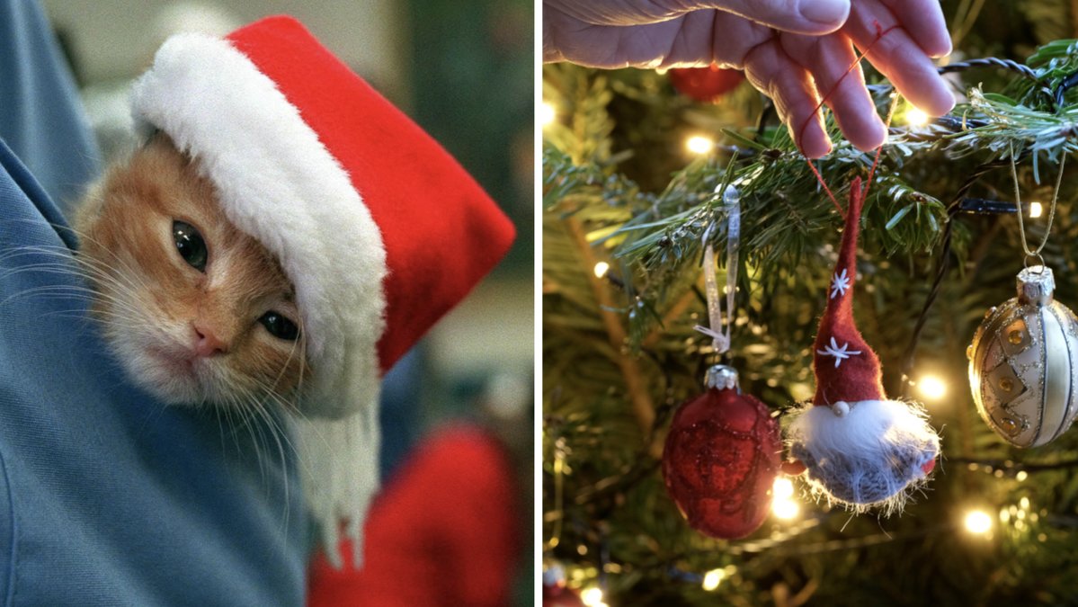 Inför jul kan det vara bra att påminna sig själv om att även ens katt kan uppleva högtiden stressfull.