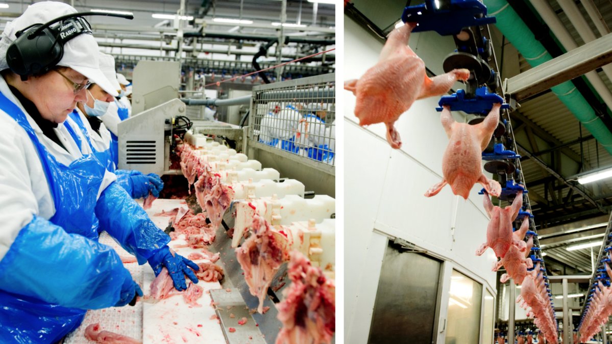 Bilder från Kronfågels slakteri i Valla.