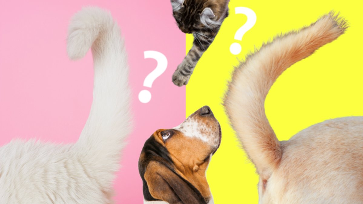 Tillhor-svansen-en-hund-eller-katt?-Testa-har!