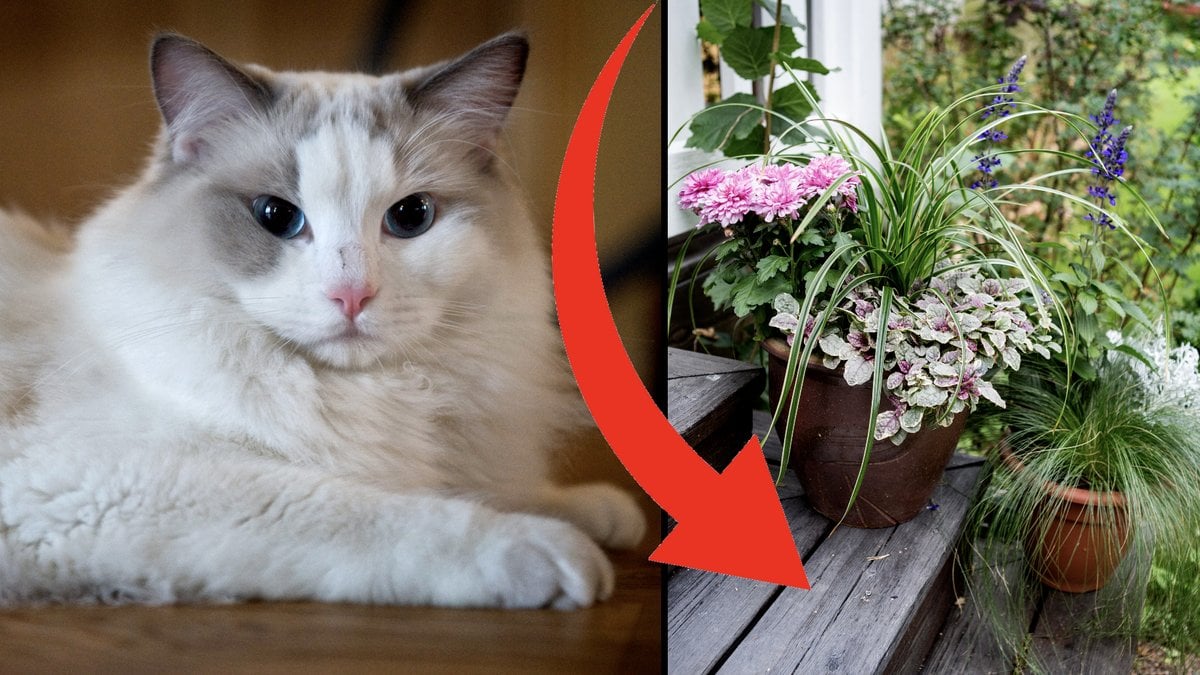 Katt giftig växt