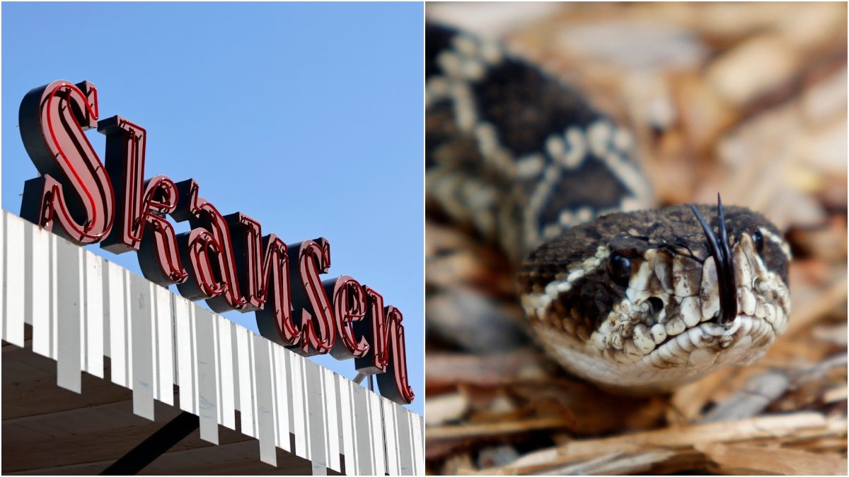En djurvårdare har blivit biten av en skallerorm på Skansen-akvariet.
