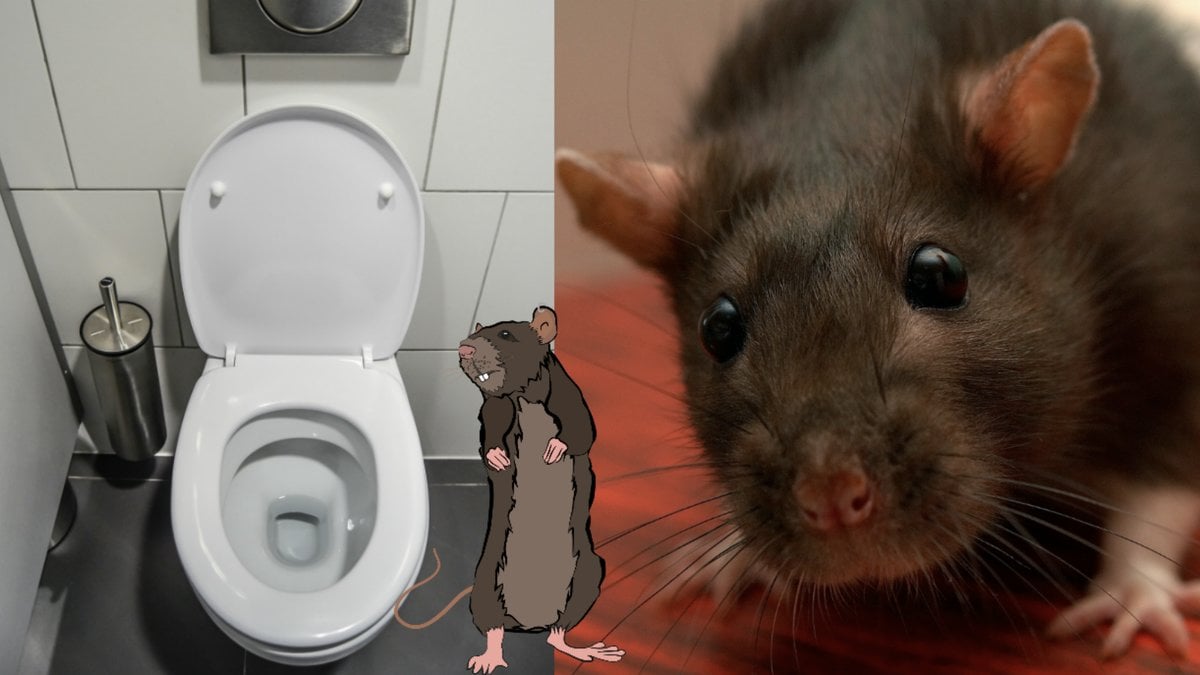 Sa-enkelt-kan-rattan-krypa-upp-i-toaletten 