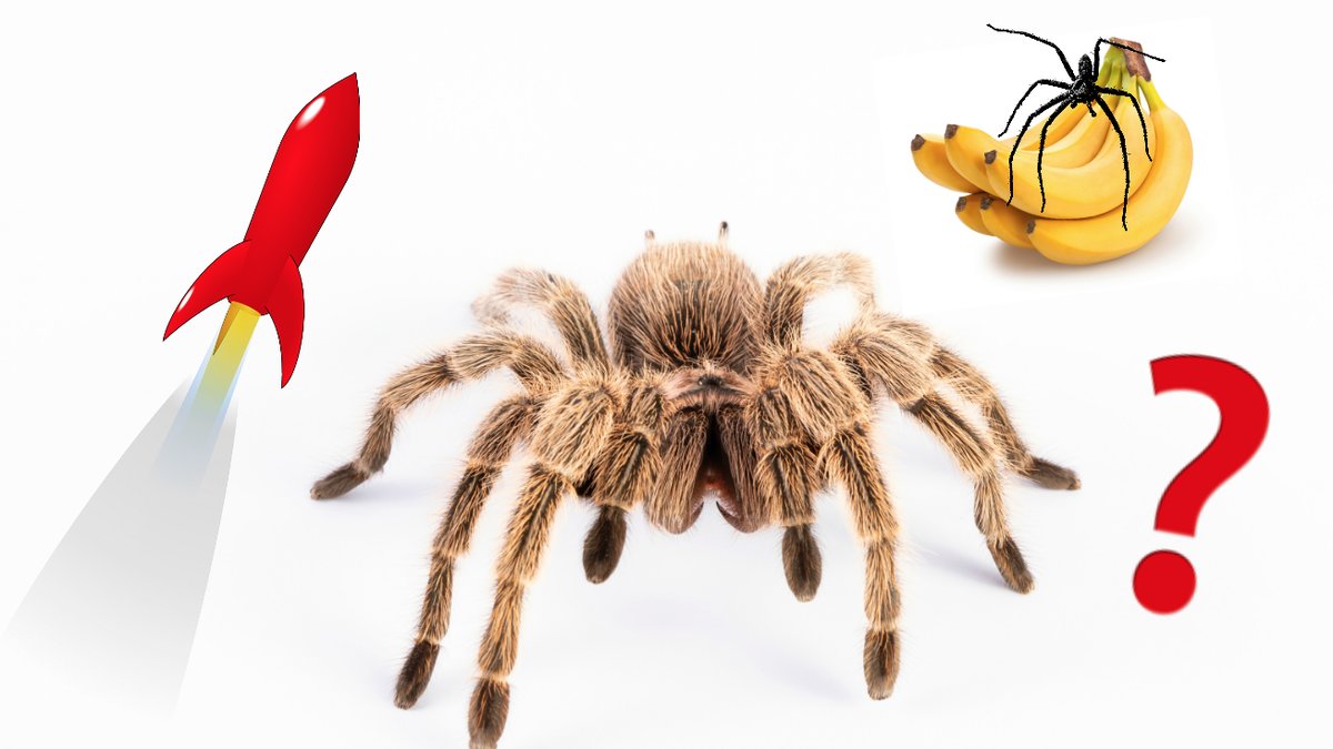 Ar-spindel-pastaendet-sant-eller-falskt?