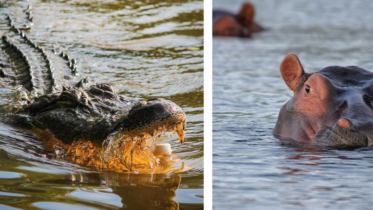 Världens farligaste djur