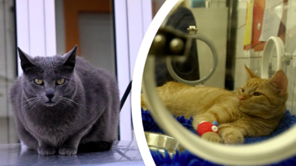 Nya reglerna: 15 juni måste din utekatt vara kastrerad