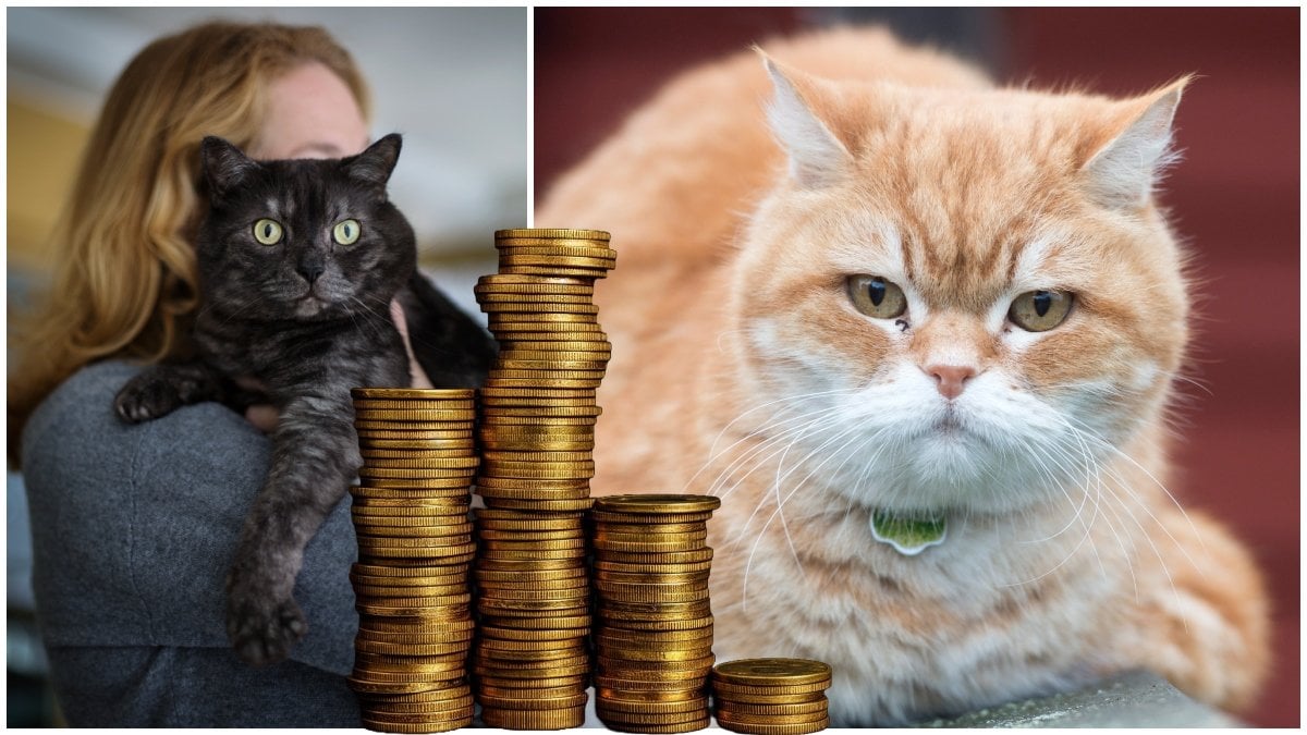 Många kattägare följer inte den nya lagen. 