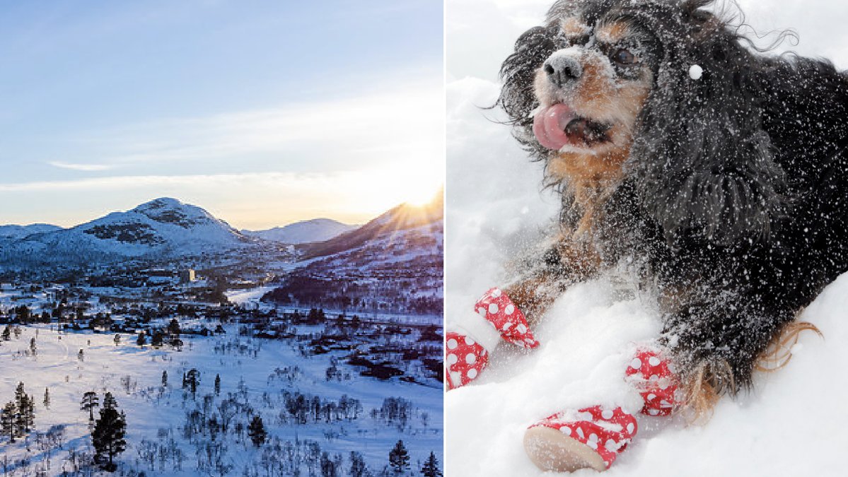 Hunden på bilden har inget med innehålet i artiklen att göra. 