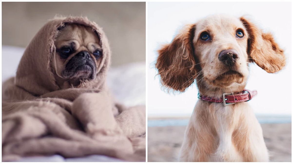 Här är mat som din hund inte borde äta. 