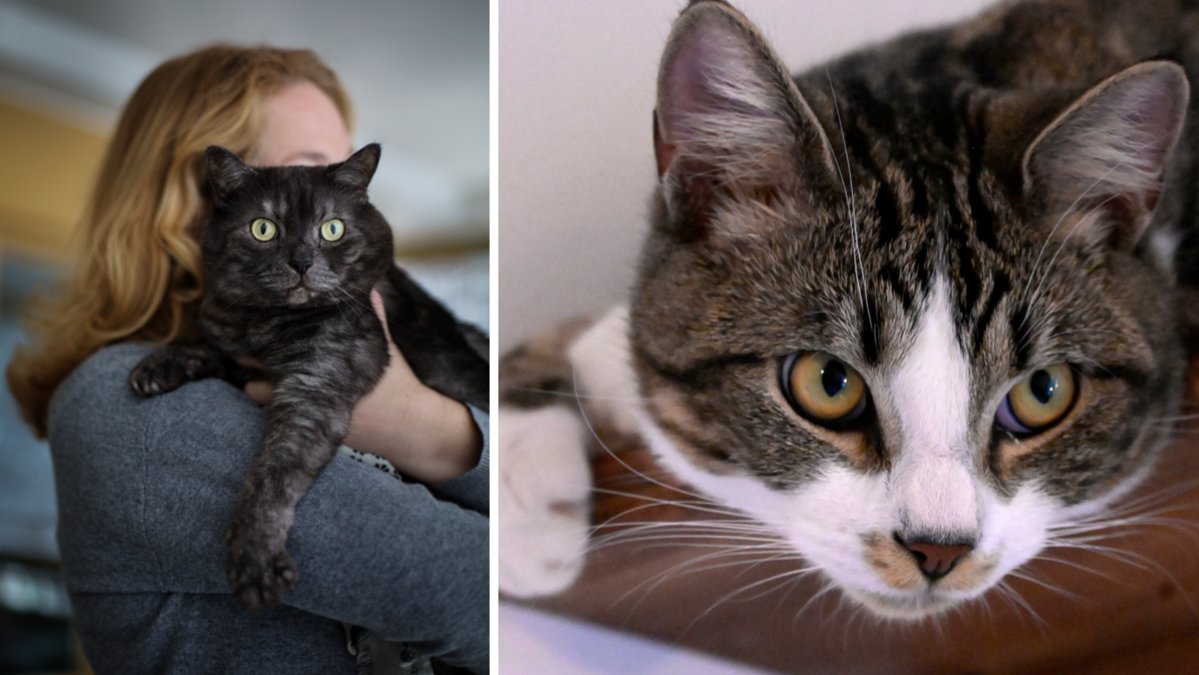 Allt fler har valt att skaffa katt under pandemin. Flera ångrar sig och vill därför göra sig av med katterna.